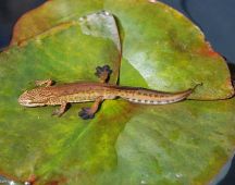 25 auch ein Fadenmolch kommt an die Oberflaeche